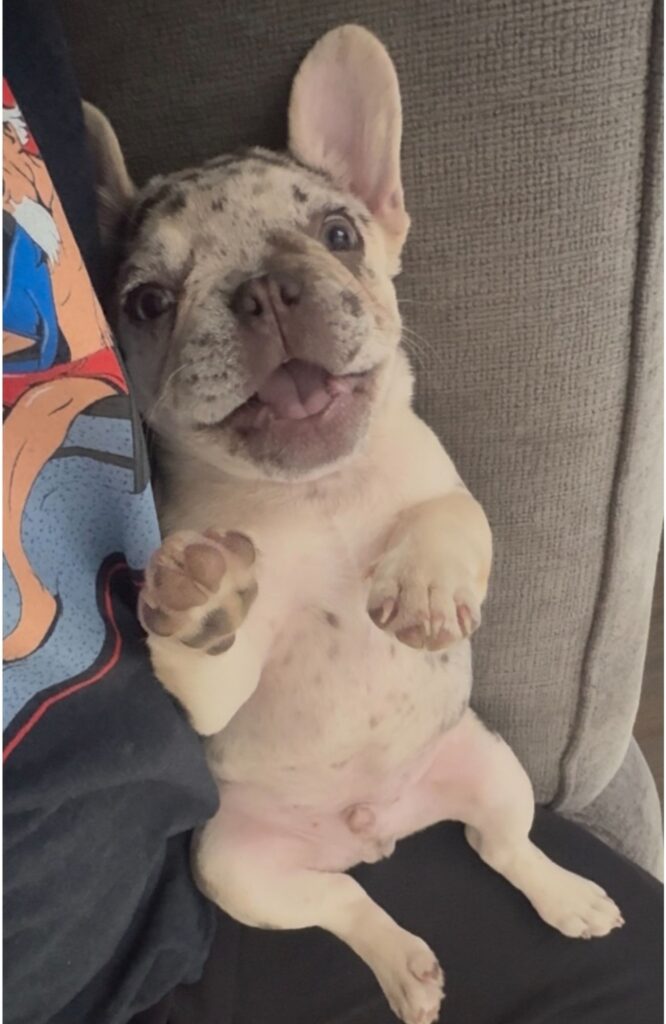 A picture of a French Bulldog puppy lying on his back and almost as if he is smiling and waving towards the camera